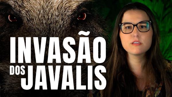 Javalis têm Causado Destruição no Sul do Brasil.jpg